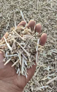 کاه کاسنی امسالی جهت عرق گیری