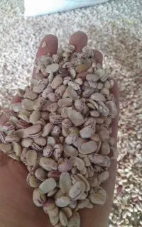 لوبیای شکسته