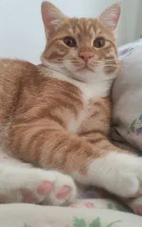 گربه نر هشت ماهه