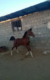 اسب