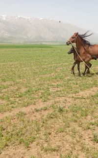 مادیون و کره معاوضه تخفیف  پایه معامله