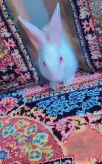 خرگوش