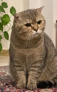 واگذاری گربه اسکاتیش گلد نر