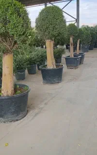 آنتیک لوکس خاص تک جهت برای ویلا باغ باغچه درخت گل