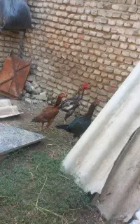 مرغ  خروس لاری