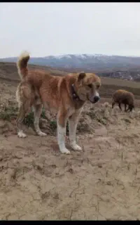 سگ گمشده
