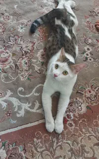 واگذاری گربه