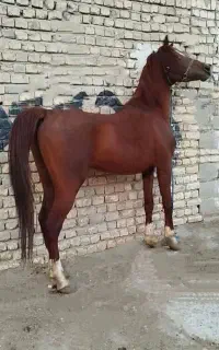 اسب نژاد عرب ایرانی اصیل فروش/معاوضه