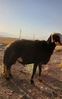 قوچ یه شیره درجه یک