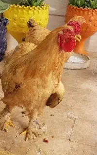 مرغ و خروس برهما