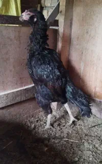 مرغ لاری خروس لاری