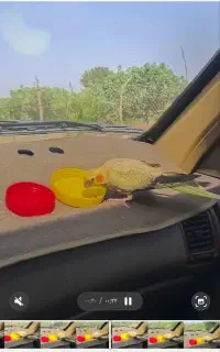 عروس هلندی گم شده