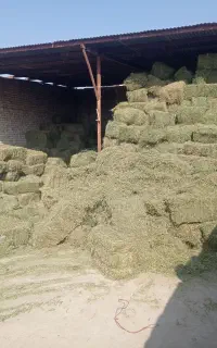 یونجه.درزه سبز خشک