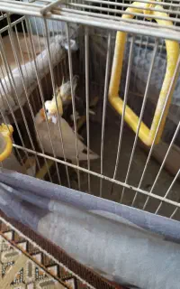 یک جفت عروس هلندی