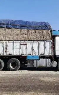 انبار کاه نیشکر فله خوراک دامی محصول خوزستان