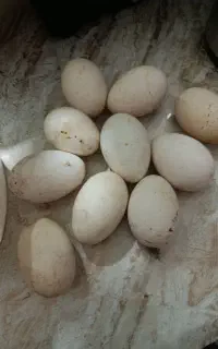 تخم غاز