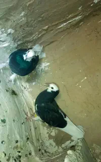 کبوتر