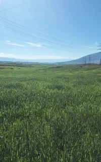 زمین کشاورزی خریدارم