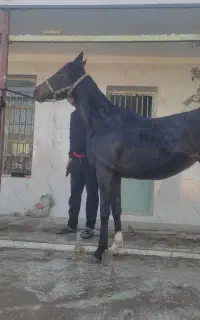 اسب فروشی ۵ ساله مادیان