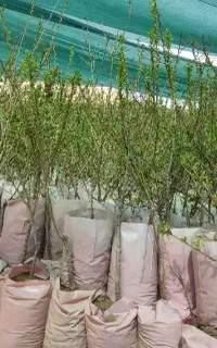 نهالستان ارقام متنوع میوه ونهال بادام‌گلدانی پربار
