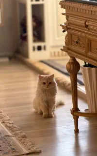 گربه نر پرشین جهت جفت گیری