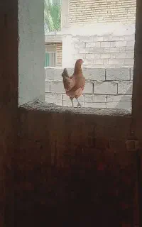 مرغ محلی تخم گزار