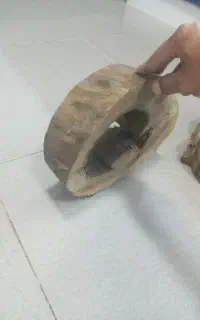 چوب گردو