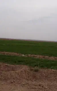 اکیپ دسته کارگر  ۲۰نفری دارم برای آلاکردن چغندر