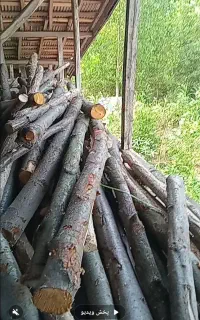 چوب باغی