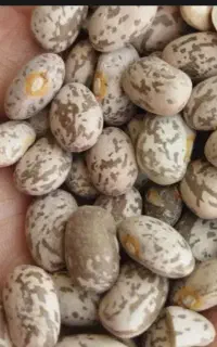 لوبیا چیتی