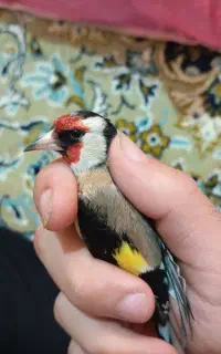 سهره نر