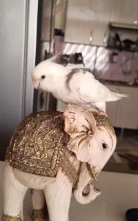 عروس هلندی
