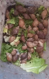 فروش حلزون