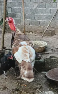 بوقلمون نروماده