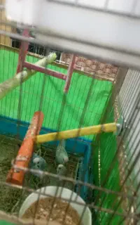 فروش مرغ عشق