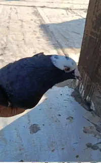 کبوتر