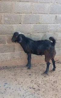فروش دو عدد کهره نر