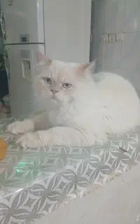 گربه ۱ ساله نر و بازیگوش و پرشین کلاسیک خیلی زیبا