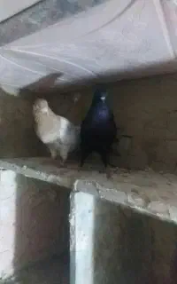 فروش کبوتر