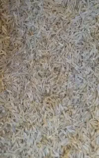 بذرکاهو