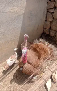 بوقلمون