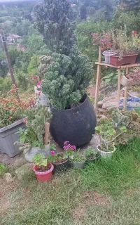 گل کاکتوس