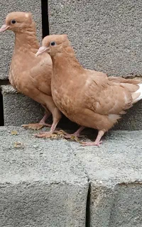 زرد و سرخ دم سفید کفتر کبوتر سار رنگه