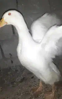 اُردک
