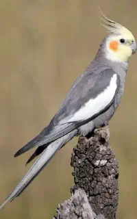 گمشده در نوبخت