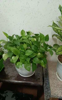 گل طبیعی