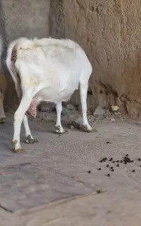 چند تا بز نژاد دار
