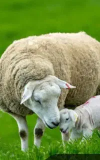 استخدام نگهبان گله ونگهداری از گله میش