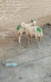 دوعددمیش سفید درشت بی گوش آبستن
