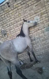 اسب نریان
